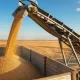 نوار نقاله بارگیری گندم